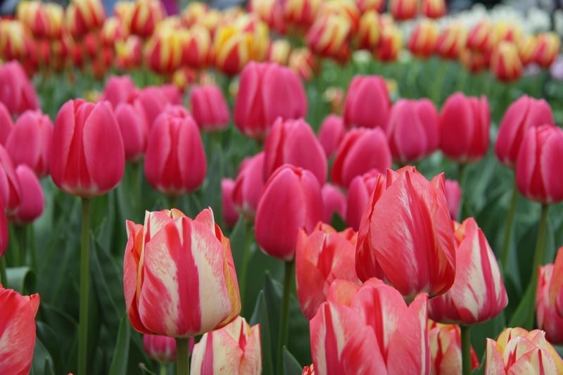 Keukenhof Gardens, Netherlands